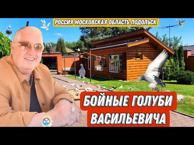И снова в гостях у Васильевича. Идеальная голубятня. Лучшие бойные голуби России. Козырный питомник!