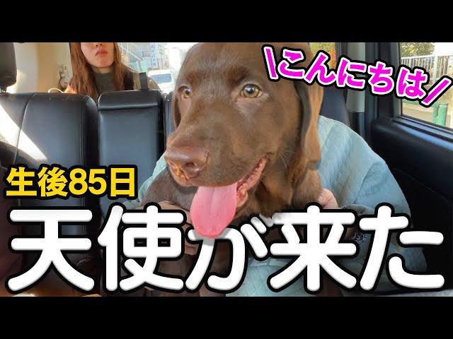 【お迎え初日】生後2か月半のラブラドールの子犬をお迎えしました！