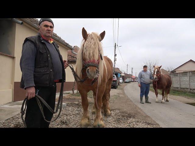 Caii lui Duca de la Girisu de Cris, Bihor - 2025 Nou!!!