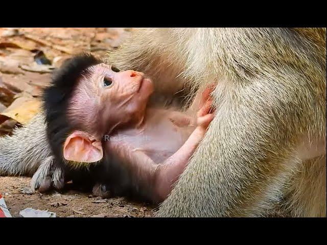 Not Reach MIlk Mom: Baby Tilly Today | Real Primate