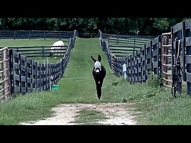 Donkey cries when people don't say hi to him