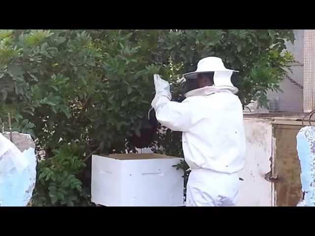 Apiculture : Capture d'un essaim جمع سرب من النحل