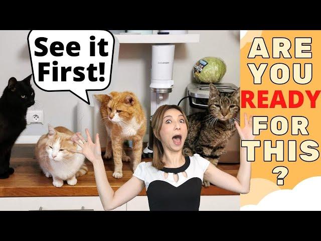 Daily Cat Care Basics & Routines with Multiple Cats