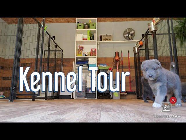 Hobby German Shepherd Breeding Kennel Tour