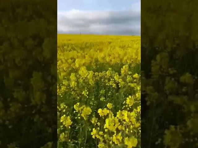 Цветение рапса на Кубани #кубань #россия #родина