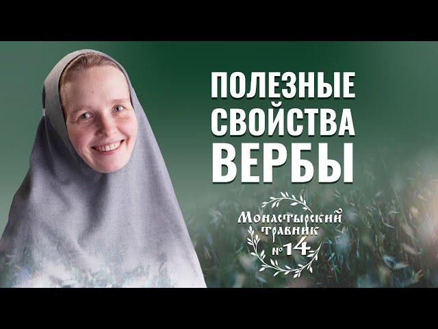 Чай из коры ивы (вербы) — полезные свойства и противопоказания. Монастырский травник