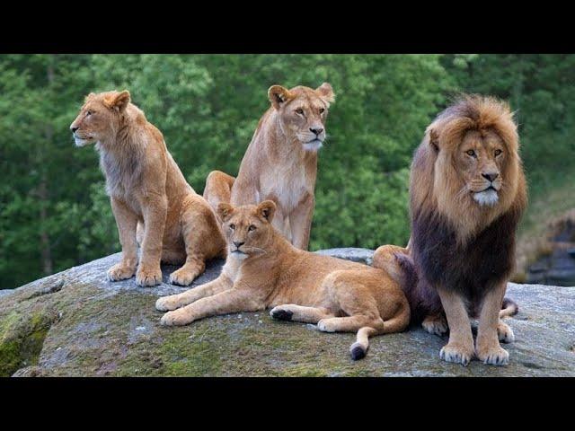 jungle main lion ka shikar #bbc #pet hobbies hindi #facts junkie #watchmojo.com