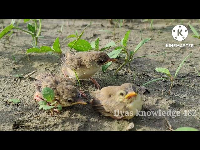 Three little sparrow kids are searching for safe place | Bird babies