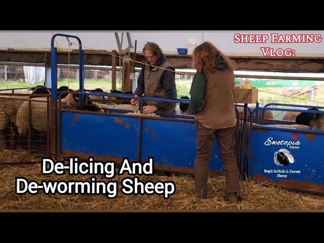 Sheep Health Boost: How We Keep Our Flock Healthy At Ewetopia Farms With De-licing And Deworming