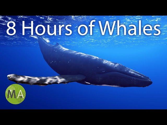 8 Hours of Whale Sounds Deep Underwater for Sleep and Relaxation