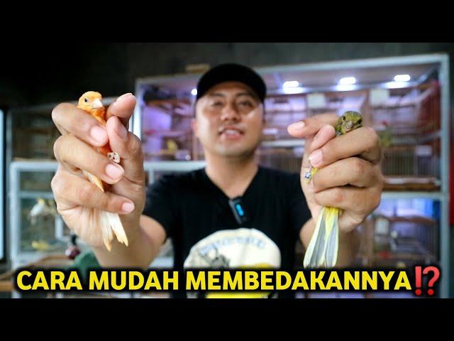 SUDAH BISA MEMBEDAKAN KENARI JANTAN & BETINA BELUM⁉️ ini tutorialnya