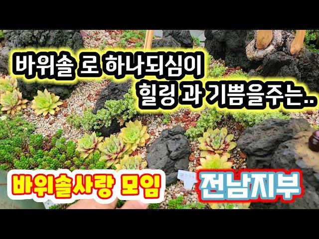 바위솔 로 하나되심이 힐링 과 기쁨주는 한국바위솔협회 전남지부 바위솔사랑모임