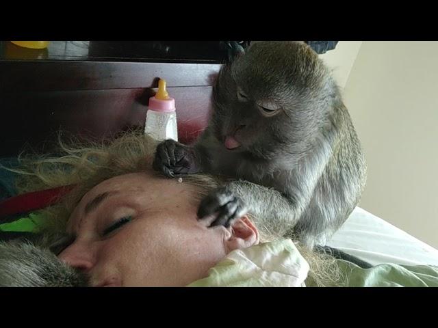 My Monkey Caregiver Abby Louise ASMR