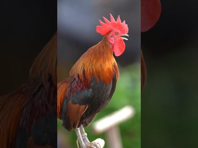 Amazing‼️Suara Ayam Jago Berkokok di Pagi Hari #shorts #animals