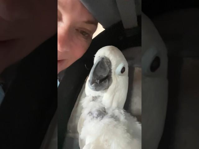 Scared Cockatoo Hides From The Vet #cockatoos #parrots #parrot #birds #cockatooparrot #pets