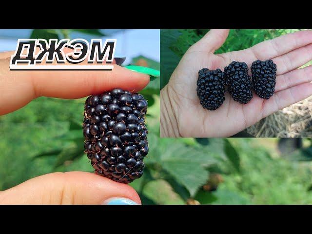 Ежевика Блэк Джэм. Сравниваю с Фридомом и Магией