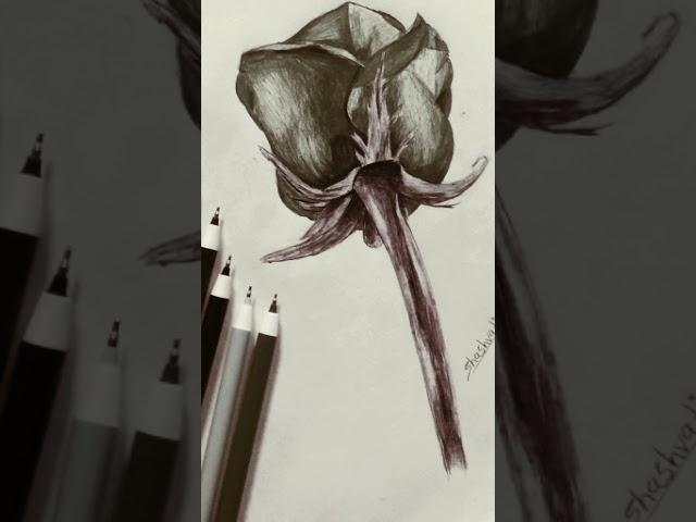 rose drawing