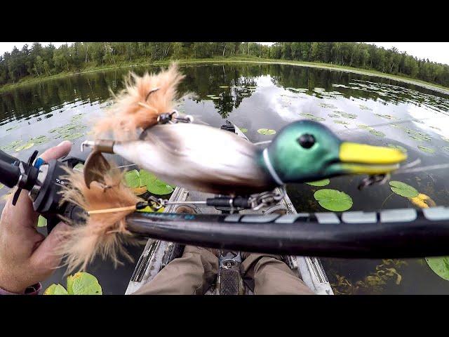 Fishing A Duck Lure For BIG Bass!
