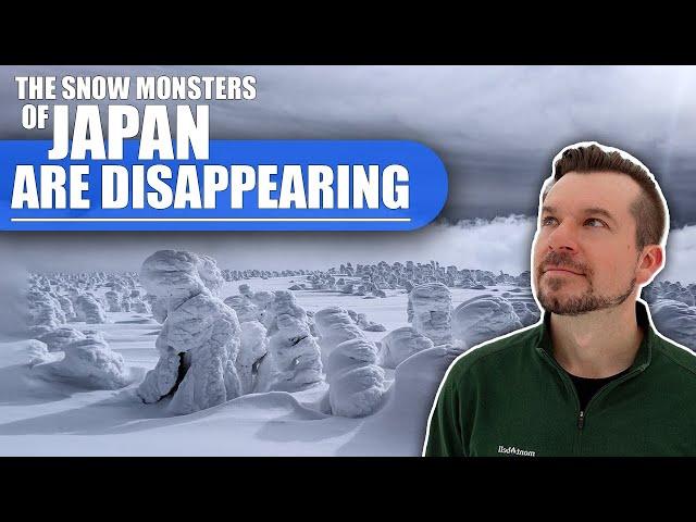 The Snow Monsters of Japan are Disappearing