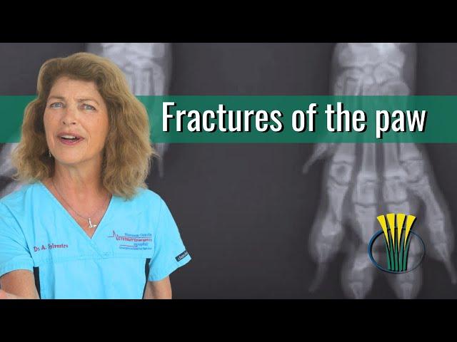 Fractures of the paws in dogs and cats do not need surgery
