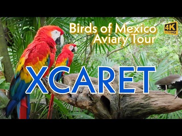 Exploring the Aviary at XCARET Park, Mexico | Colourful Birds