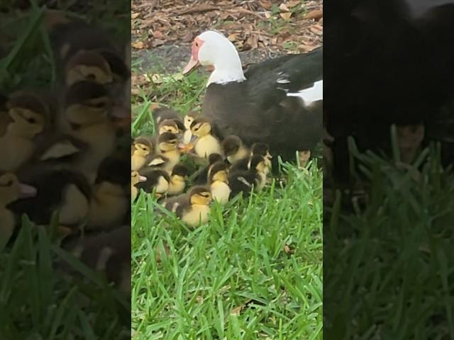 MAMA Duck teaching Ducklings.  #cute #teacher #eating #Miami #mom #baby