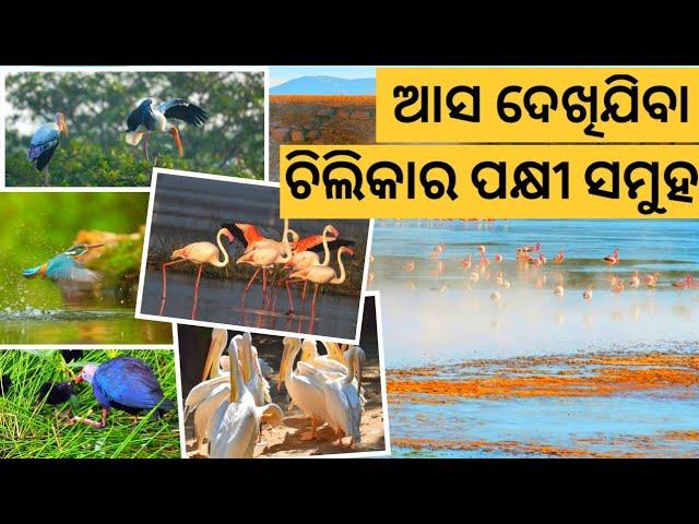 Chilka lake Bird sanctuary | Chilka lake |migratory and resident Birds winter Chilika | Mangalajodi