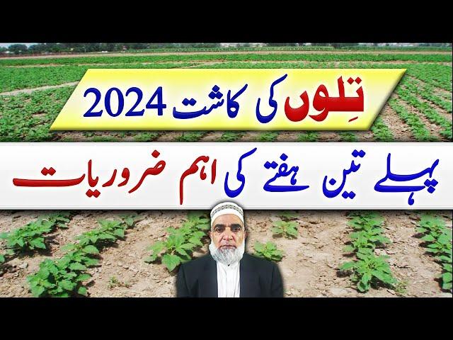 First Three Weeks requirements of Sesame crop 2024 || Crop Reformer