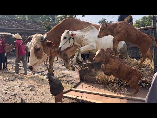 KUMPULAN SAPI LUCU TURUN DARI TRUK KATAWA NGAKAK ZAA .. Ampunn ‼️