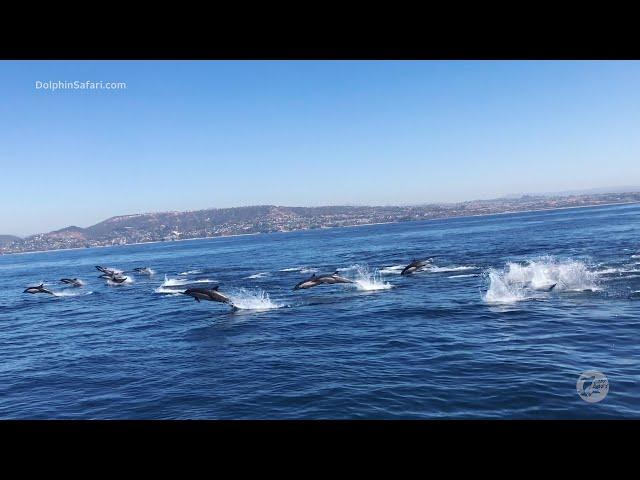 Stunning Dolphin Stampede off Dana Point, California | Capt. Dave's Whale Watching