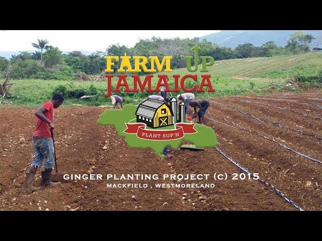 Farm Up Jamaica | Ginger Planting Project (c) 2015 | APS Columbian Films