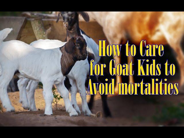 How to Care for Goat Kids to Avoid Mortalities