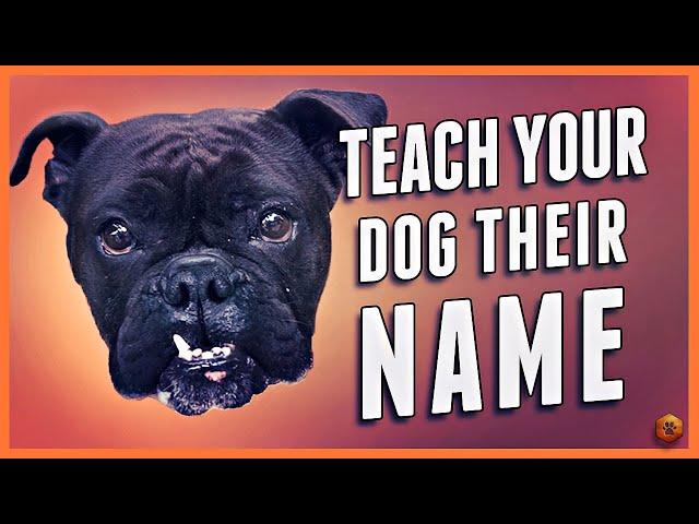 How to Teach Your Dog Their Name (Even Change a New Dog’s Name!)