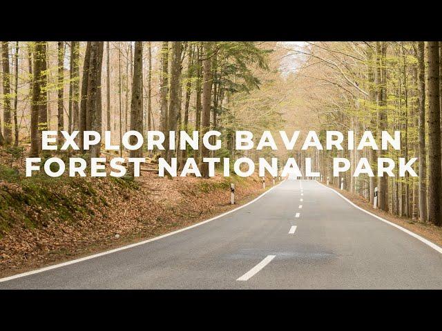 Exploring Bavarian Forest National Park in Germany!