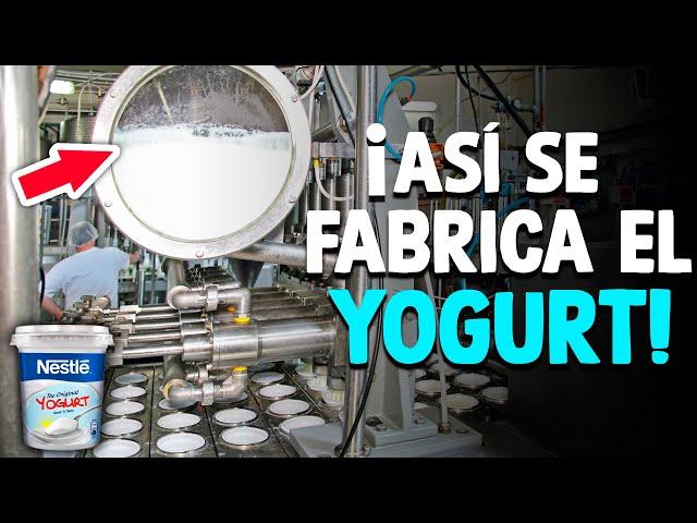 ¿Cómo Se Hace El Yogur? [Proceso En Fábrica]