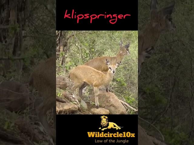 klipspringer#animals #short #youtubeshorts #klipspringer#wildcircle10x