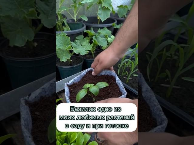 Как сделать так, чтобы растение росло пышнее и сочнее  #сад #огород #базилик #дача #совет