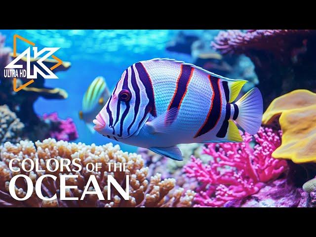 The Colors of the Ocean (4K ULTRA HD) - The Best 4K Sea Animals for Relaxation & Calming Music