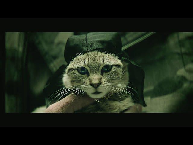 Keanu -2016- 1080p - Keanu Reeves as a cat, Meow :3