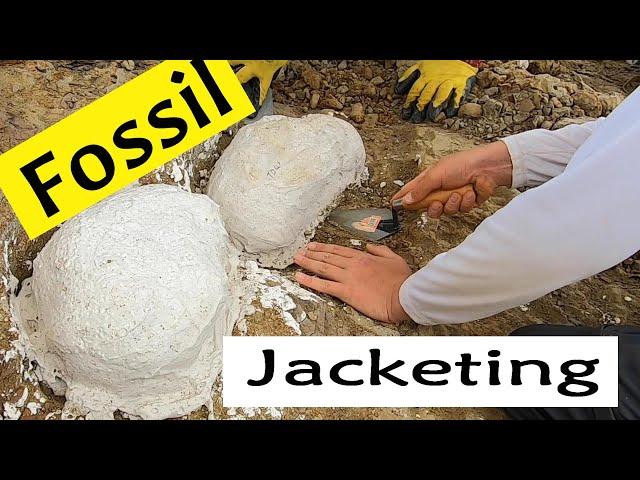 Fossil Jacketing and Flipping - 2022 PaleoAdventures dig