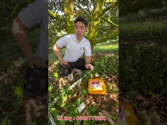 HYDRO MỸ 3 In 1 Chiến Thần Nuôi TRÁI Sầu Riêng #hydro_mỹ #nuoitraisaurieng #chaylasaurieng #saurieng