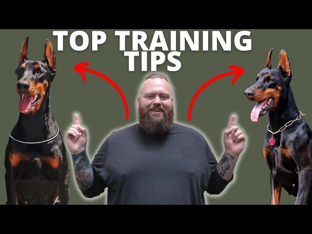 3 TIPS FOR TRAINING YOUR DOBERMAN