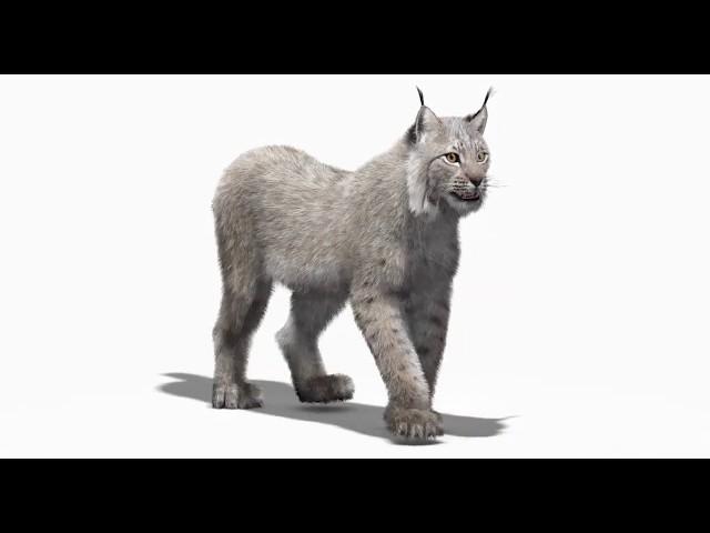 Animated Lynx Furry 3D Model | @PROmax3D