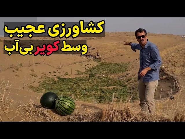 کشت هندوانه در شنزارهای کویری