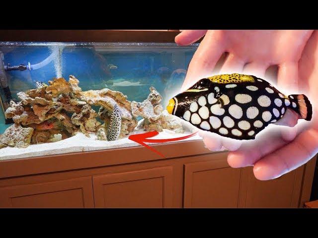 BUYING the Most COLORFUL Triggerfish You'll EVER SEE!