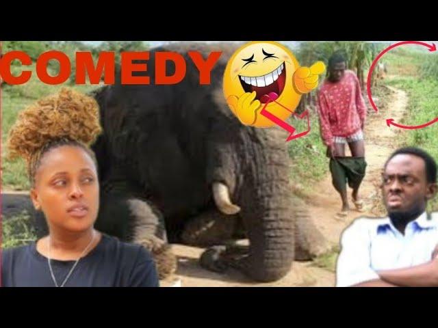 COMEDY:  Uraseka imbavu zikurye video viral umusazi araha yikanze intare murutoki