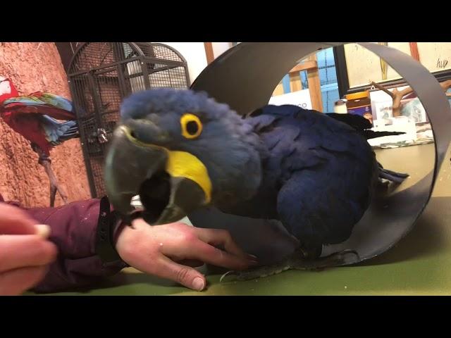 Hyacinth macaw Jumbo learns how to fly free!