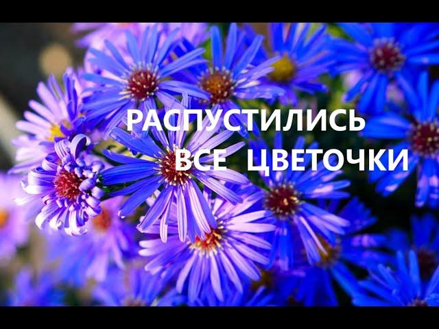 Сумка с букетом.(май 2025г)