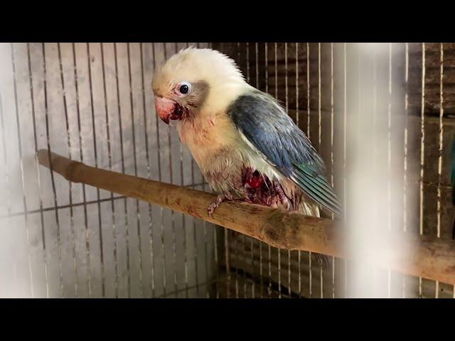 Lovebird aqua pertama saya akhirnya mati