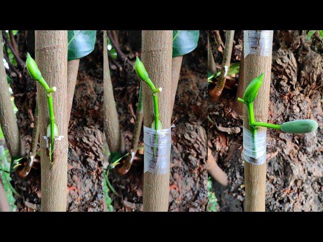 Unique technique for Jackfruit Grafting | how to graft jackfruit tree